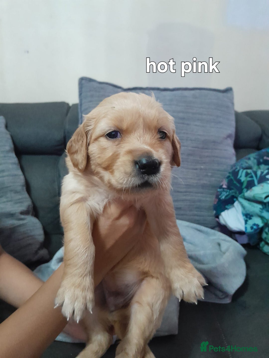 Golden Retriever dogs for sale: Amazing Golden Retrievers for sale  - Image 16