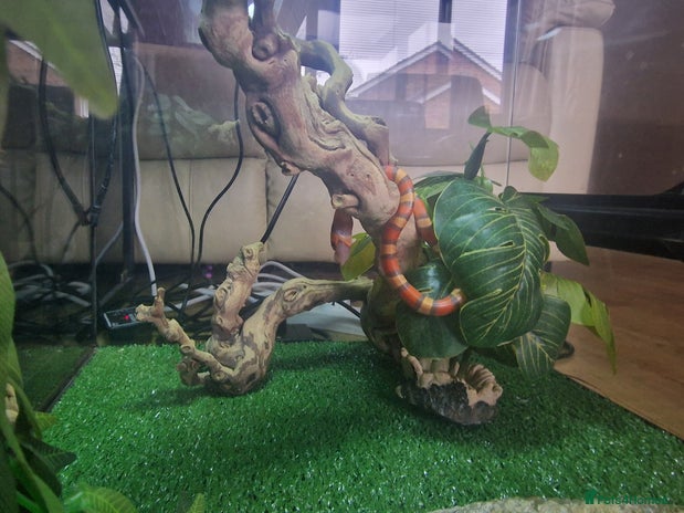 Milk Snake reptiles in Norwich - Advert 4