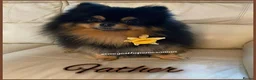 Pomeranian dogs for sale: Four beautiful pomeranian puppies 🐶  - Advert 6