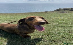 Miniature Dachshund dogs for sale: outdoorsy and loving Suzie in need of new home! - Image 1