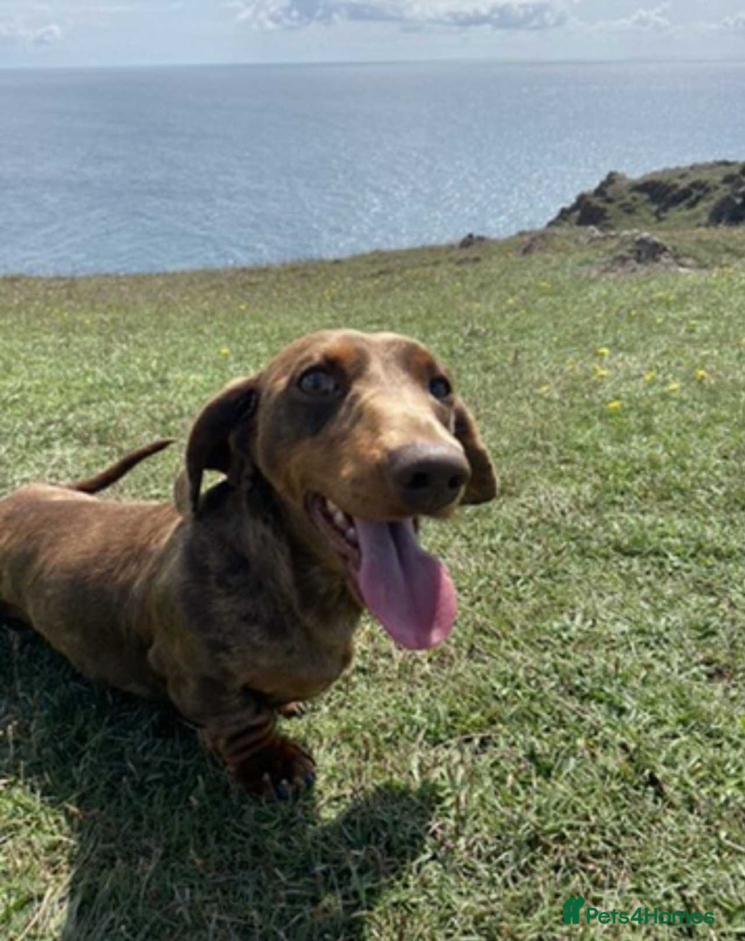 Miniature Dachshund dogs for sale: outdoorsy and loving Suzie in need of new home! - Image 1