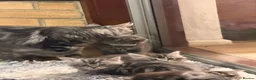 Maine Coon cats for sale: Maine Coon kittens - Advert 14