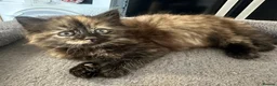Mixed Breed cats for sale: Little female kitten  - Advert 3