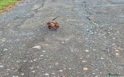 Miniature Dachshund dogs for stud: STUD available  - Image 3