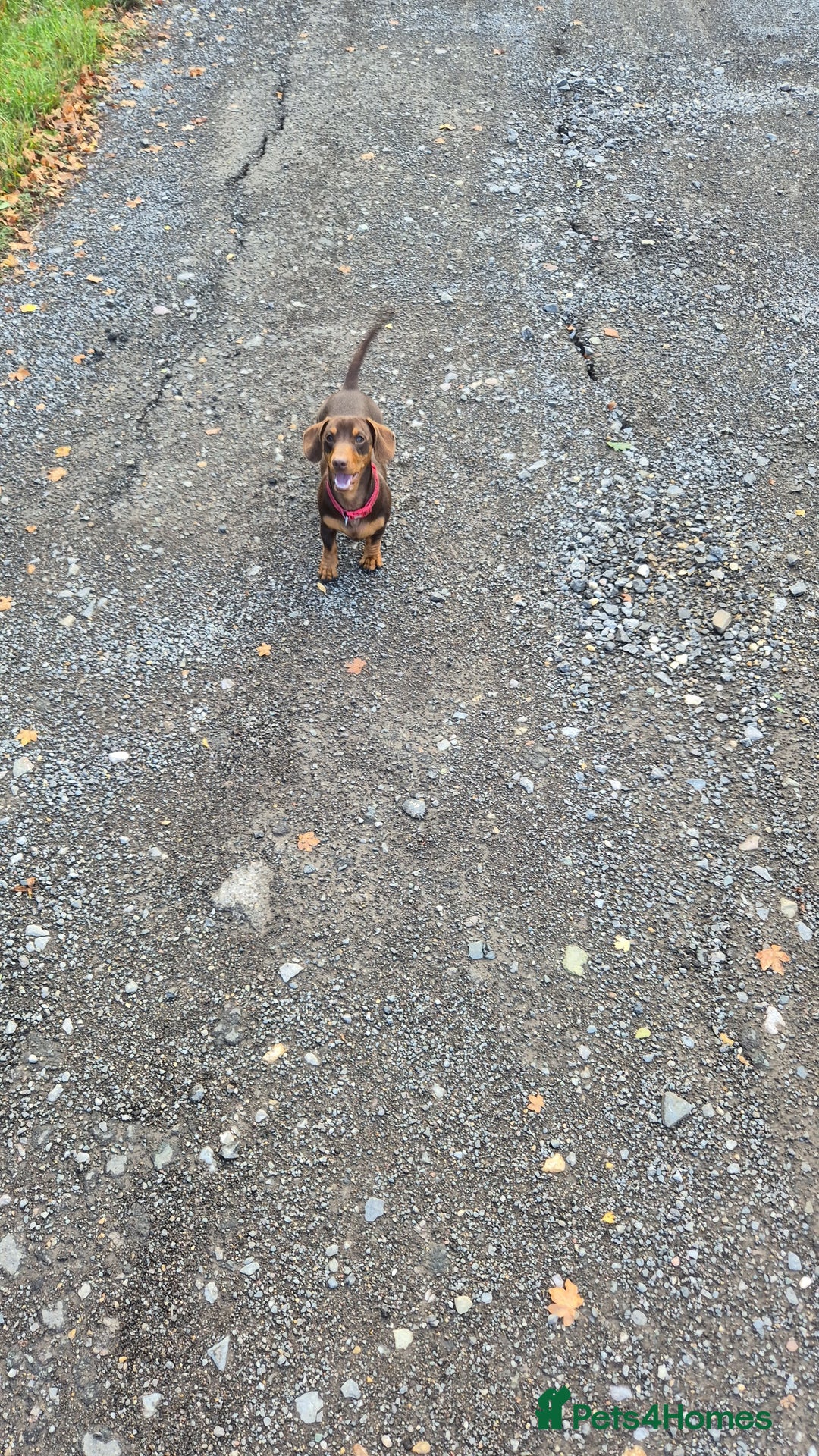 Miniature Dachshund dogs for stud: STUD available  - Image 3