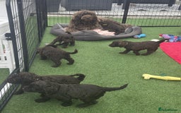 Sproodle dogs for sale: Gorgeous Chocolate Sproodle Puppies - Image 19