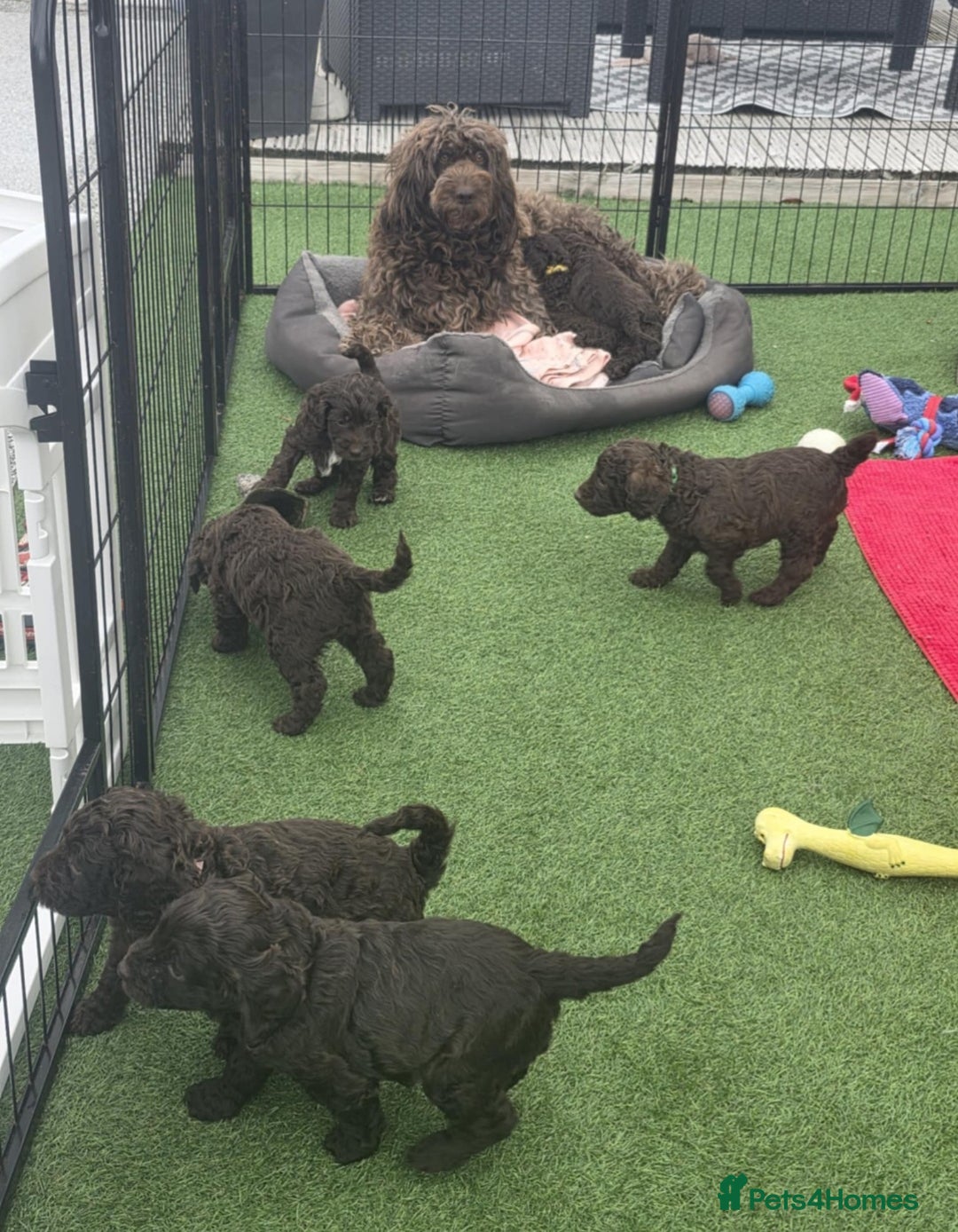 Sproodle dogs for sale: Gorgeous Chocolate Sproodle Puppies - Image 19
