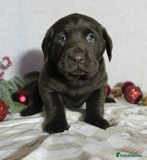 Labrador Retriever dogs Labrador retriever girl ready for her new home in Brighton - Advert 2