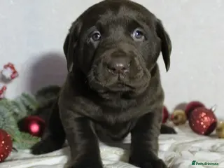 Labrador Retriever dogs Labrador retriever girl ready for her new home in Brighton - Advert 2