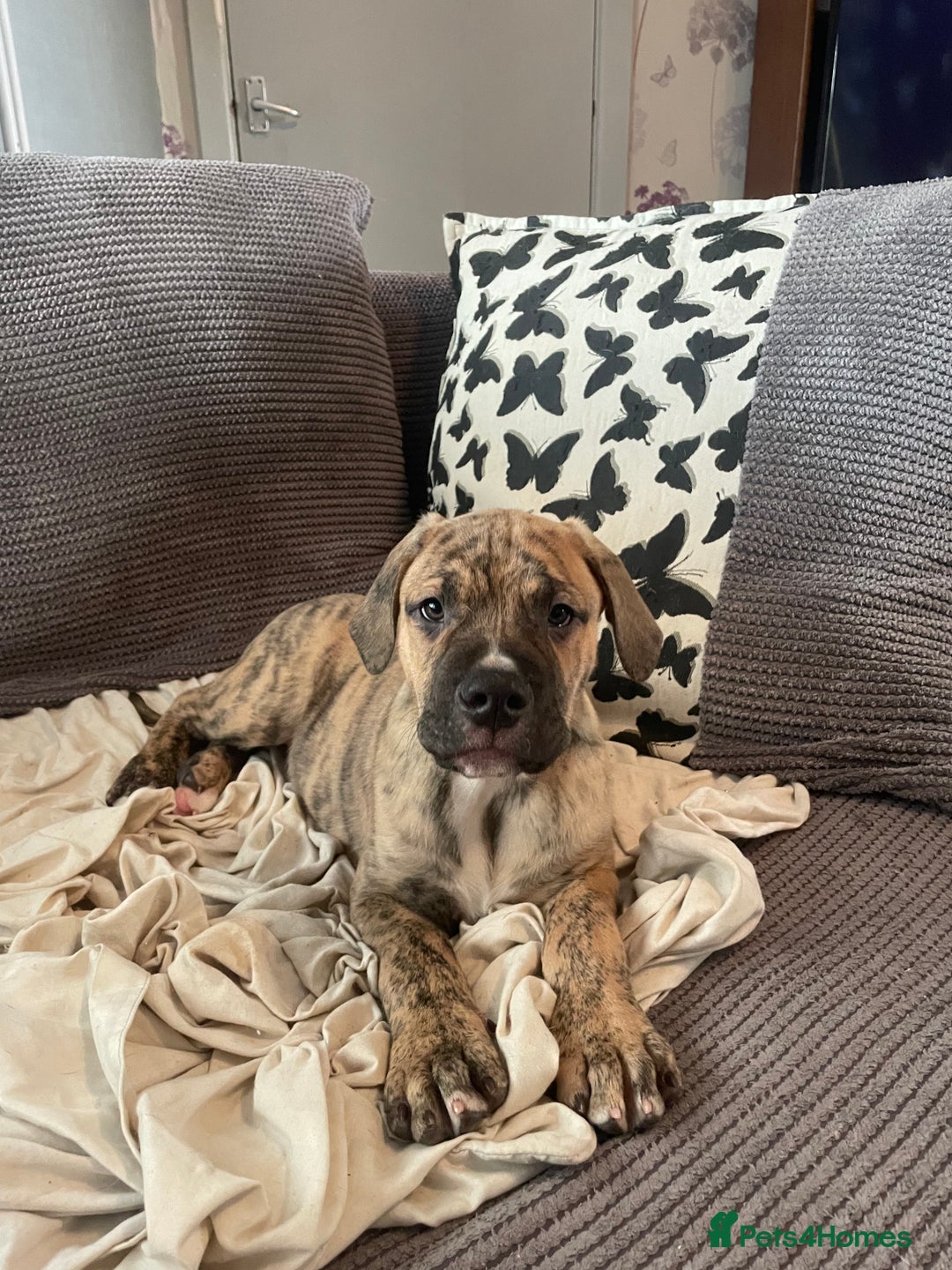 Mixed Breed dogs for sale: Last 3 READY TO LEAVE! Presa X Doberman - Advert 13