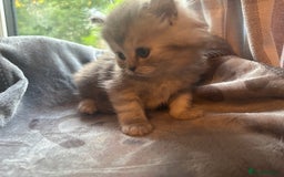 Persian cats for sale: Persian Ragdoll Kittens  - Image 24