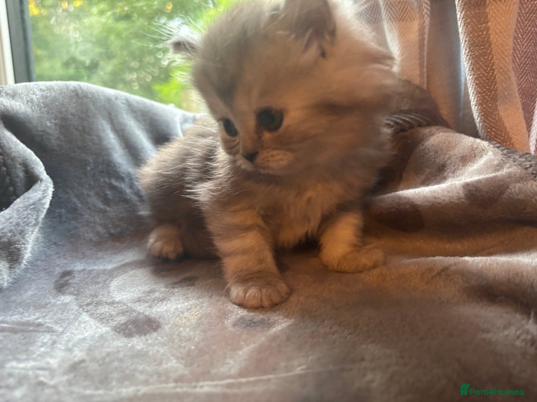 Persian cats for sale: Persian Ragdoll Kittens  - Image 24