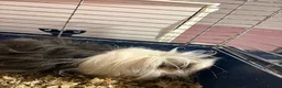 Guinea Pig rodents for sale: 2 male guinea pigs  - Advert 2