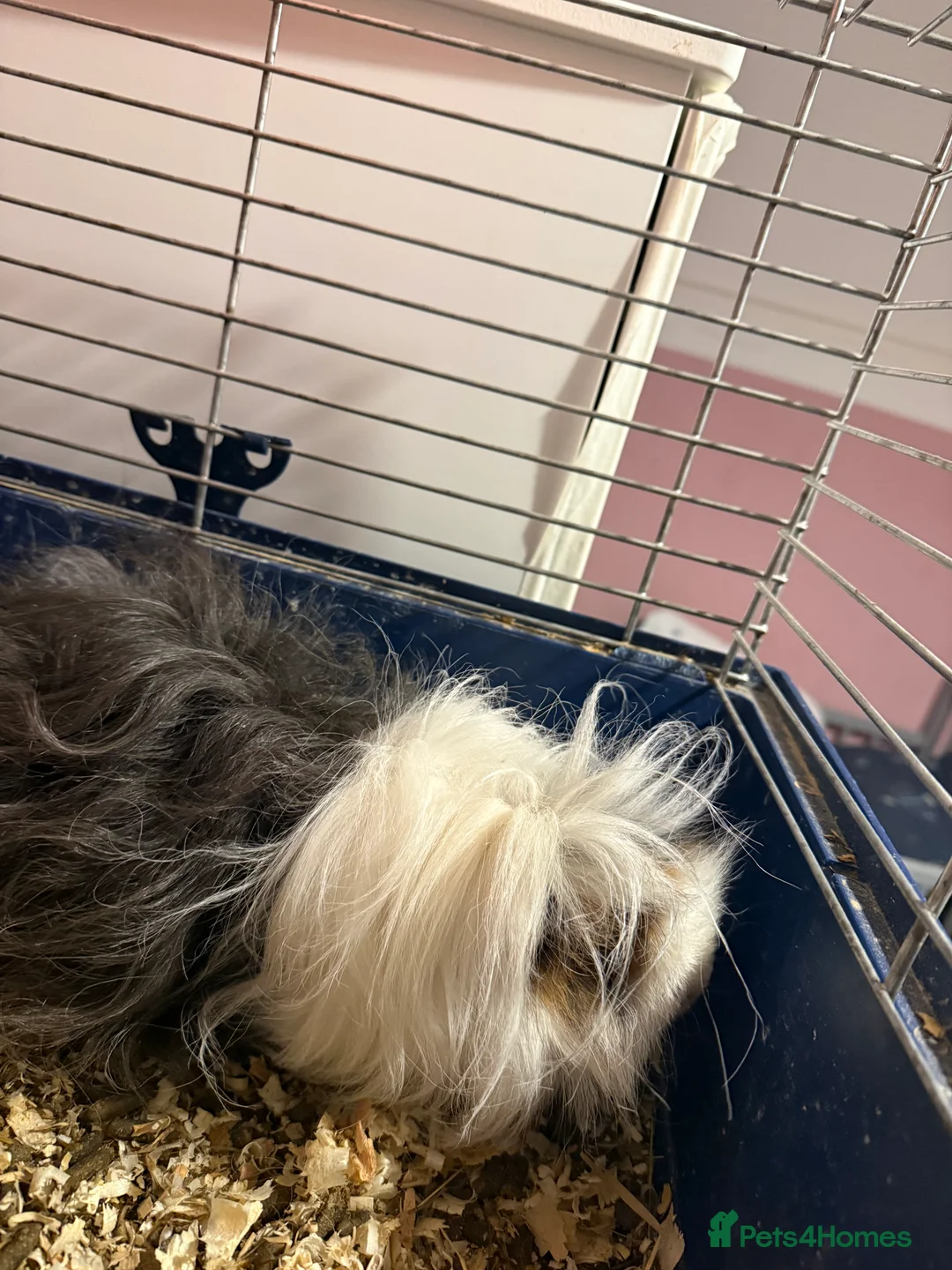 Guinea Pig rodents for sale: 2 male guinea pigs  - Advert 2