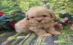 Shihpoo dogs for sale: F1 TOY SHIHPOO puppies, platinum choc champagne - Image 5