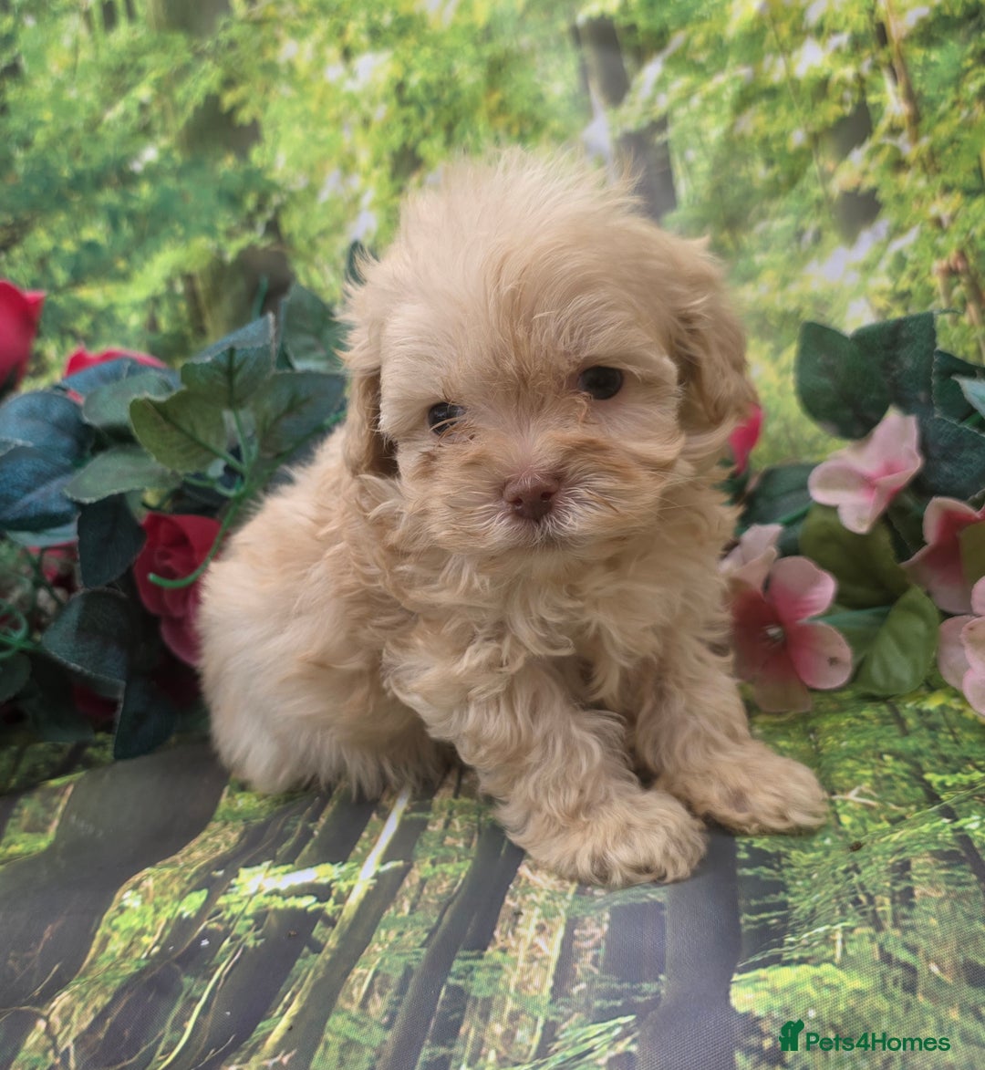 Shihpoo dogs for sale: F1 TOY SHIHPOO puppies, platinum choc champagne - Image 5