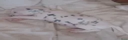 Dalmatian dogs for sale: Dalmatian puppies  - Advert 3