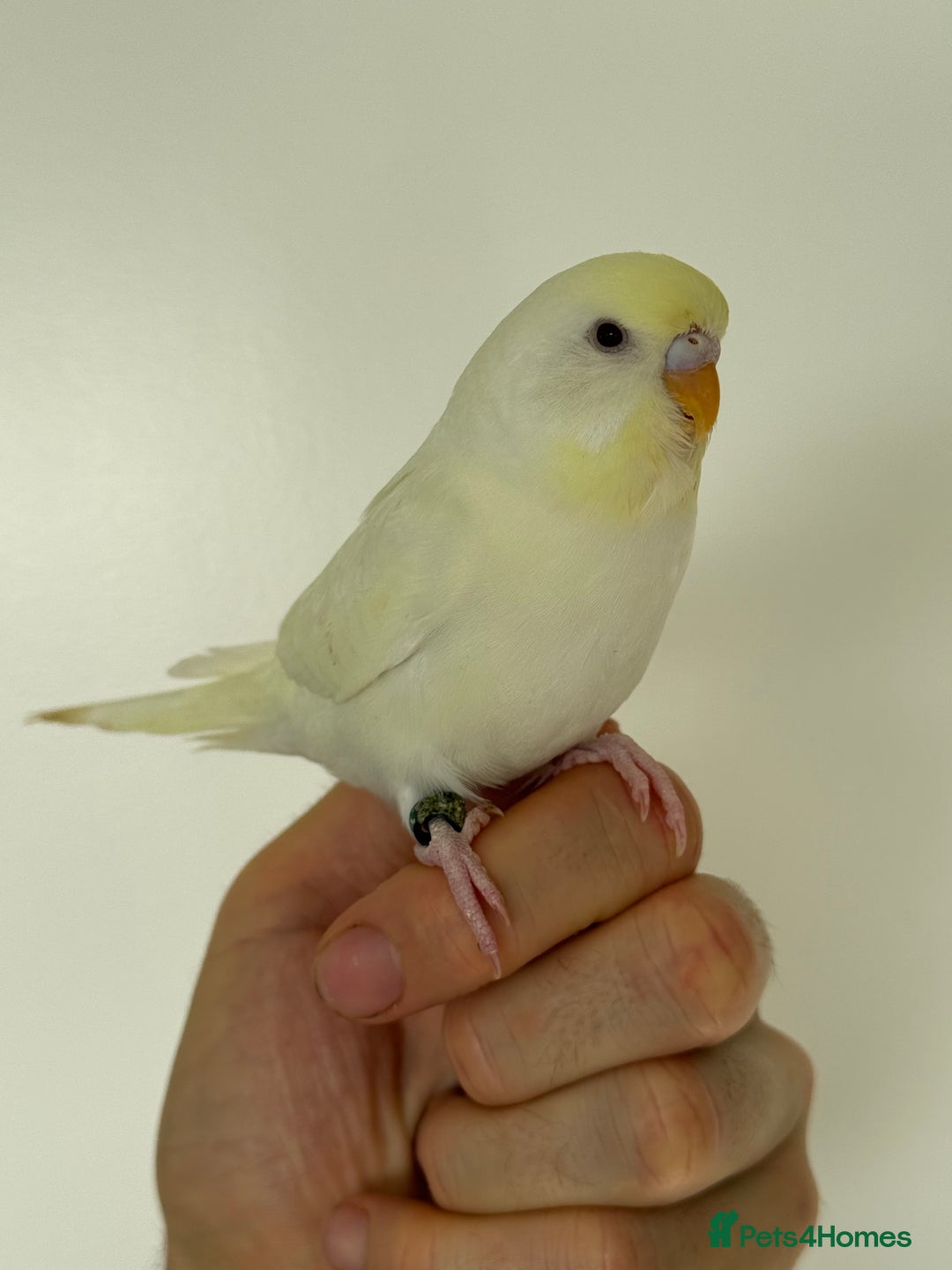 Budgerigars birds for sale: Young budgies happy&healthy in London - Image 6