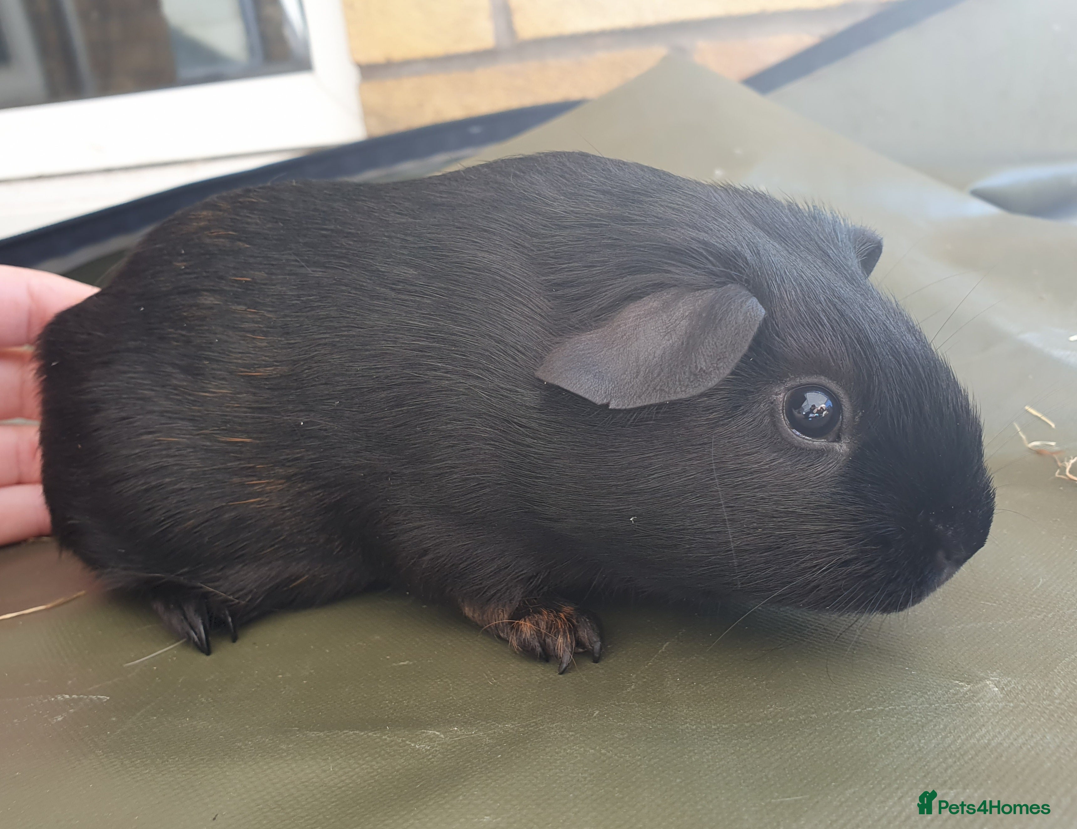 Guinea Pig rodents Beautiful guinea pigs  - Advert 2