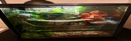 Gecko reptiles for sale: Gargoyle Gecko in Liverpool - Advert 4