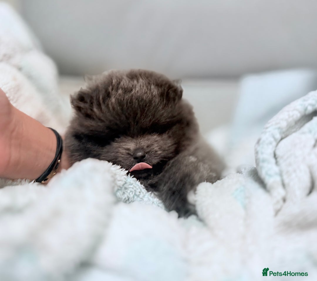 Pomeranian dogs for sale: Stunning Blue Pomeranian Female - Advert 5