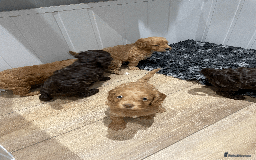 Cockapoo dogs for sale: Fluffy Thick coated F1 Cockapoos/DNA Health tested - Image 12