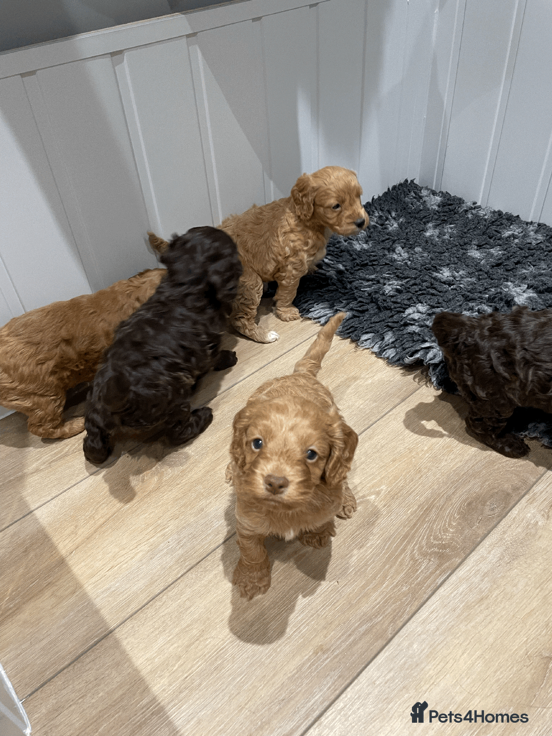 Cockapoo dogs for sale: Fluffy Thick coated F1 Cockapoos/DNA Health tested - Image 12