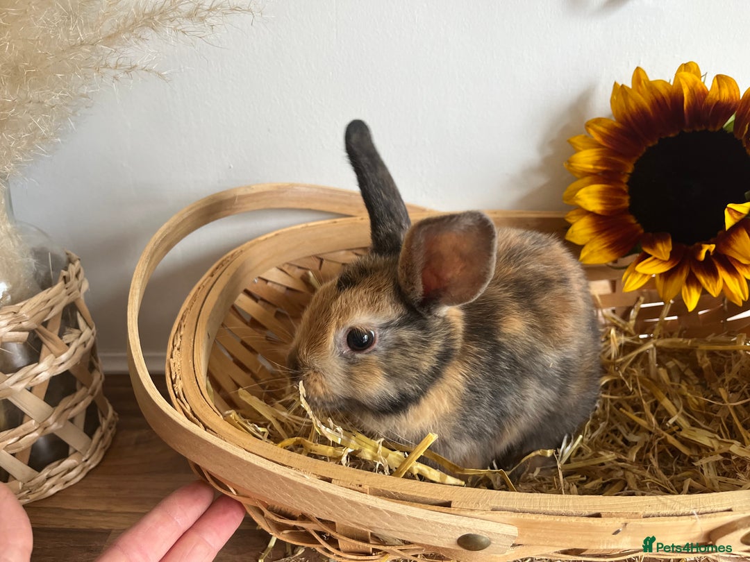 Mixed Breed rabbits for sale: Mixed breed bunnies for sale £30 each - Image 5