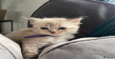 Ragdoll cats - Advert 4