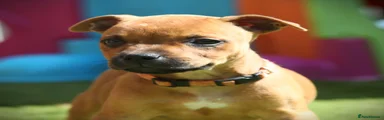 Staffordshire Bull Terrier 2