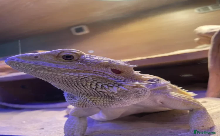 Bearded Dragon reptiles - Advert 2