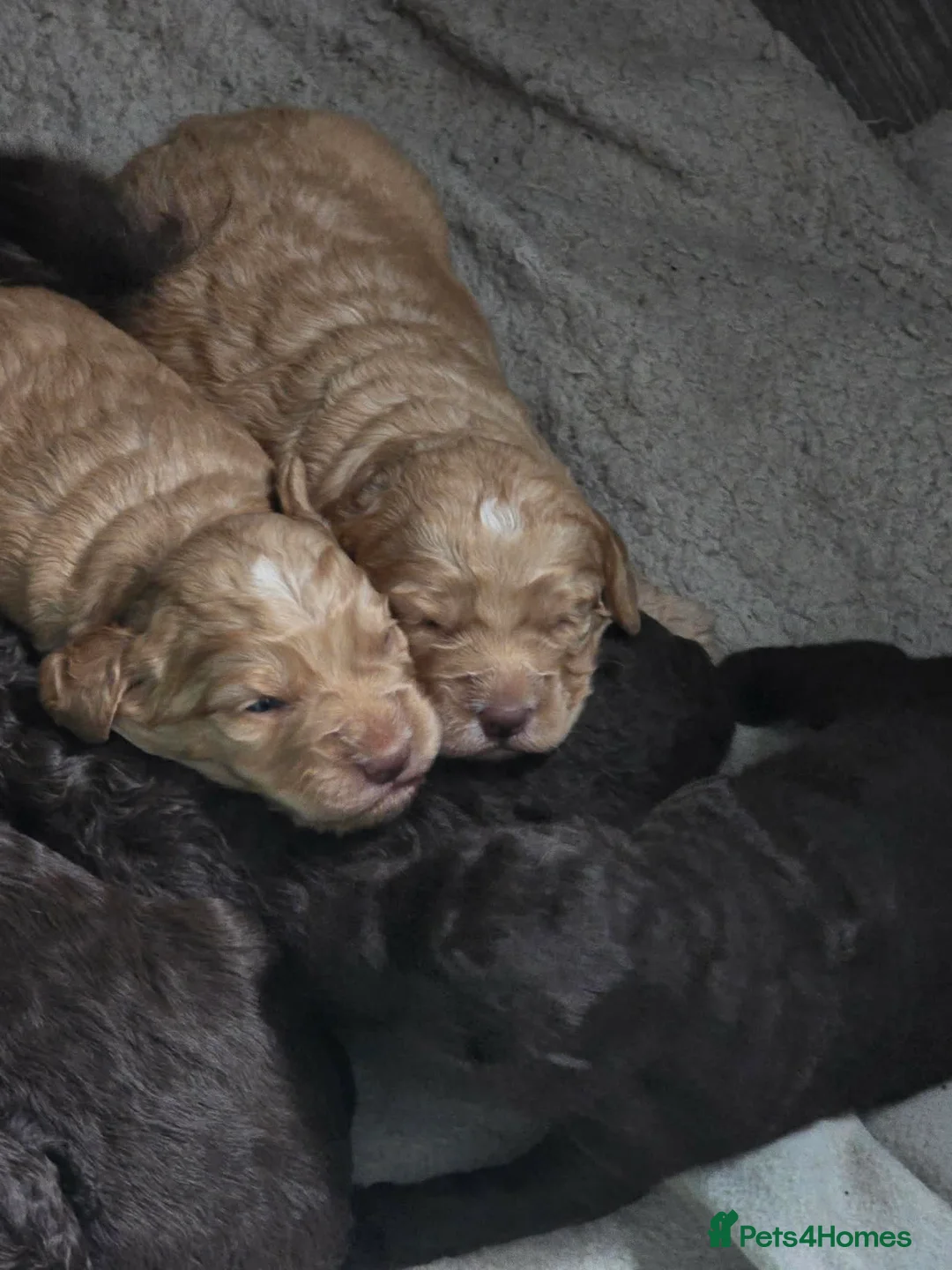 Australian Labradoodle dogs for sale: Gorgeous miniature labradoodle babies - Advert 22