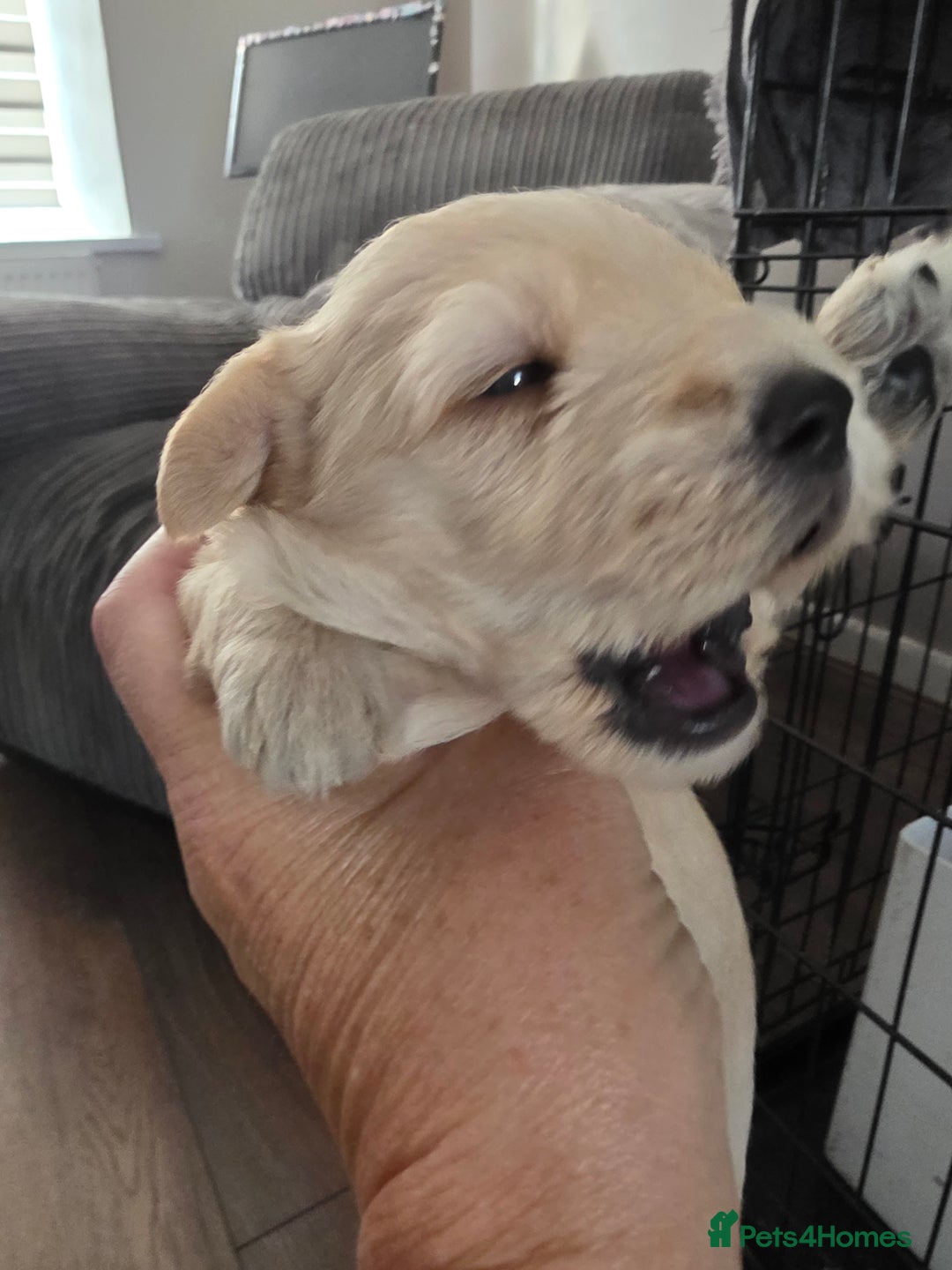 Mixed Breed dogs for sale: Schnockerpoo's - Image 2
