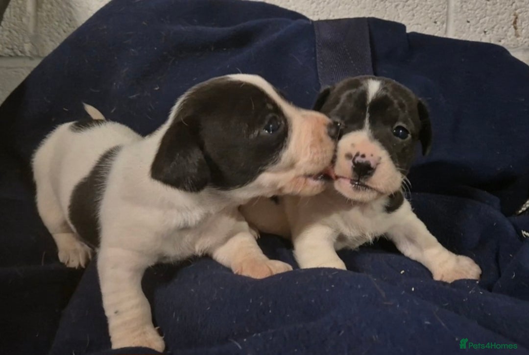 Jack Russell dogs for sale: Jackrussel pups  - Advert 7