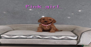 Cockapoo dogs - Advert 7