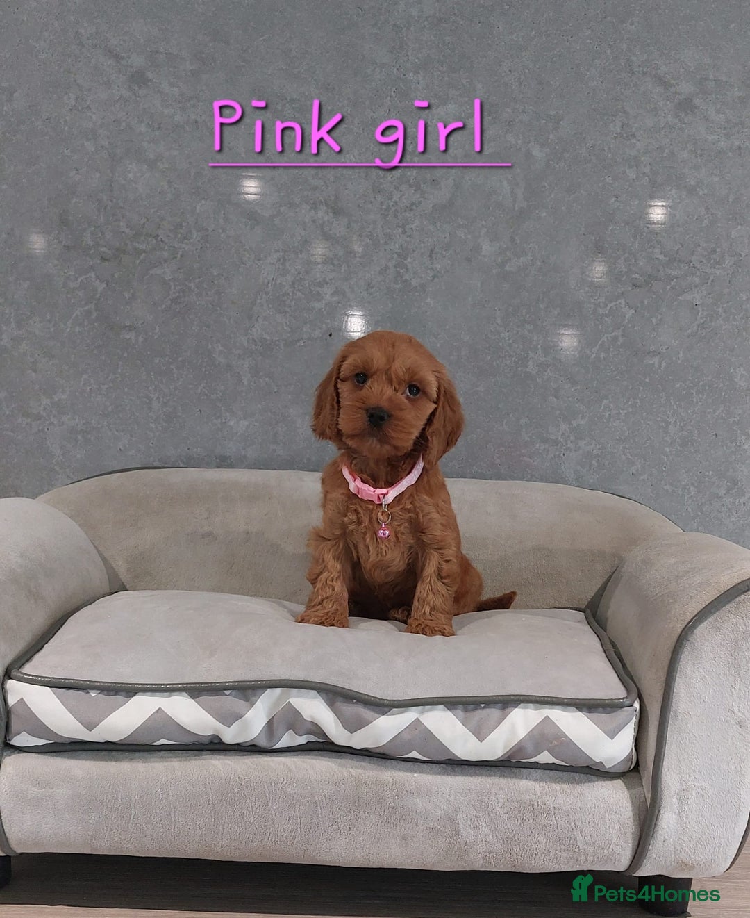 Cockapoo dogs for sale: Beautiful Red F1 Cockapoo puppies - Image 2