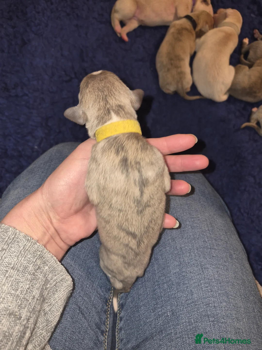 Whippet dogs for sale: KC Whippet Puppies - Champion Lines - Advert 12
