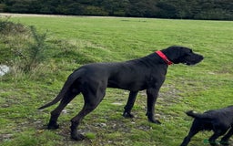 Great Dane dogs for stud: Solid Black Great Dane Stud KC Reg & Health tested - Advert 3