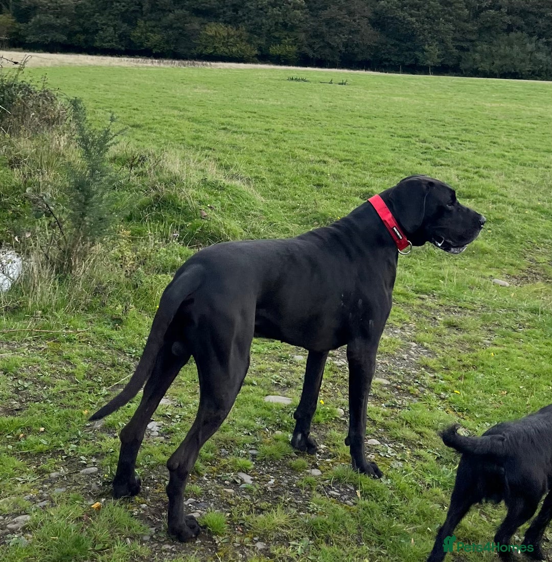 Great Dane dogs for stud: Solid Black Great Dane Stud KC Reg & Health tested - Advert 3