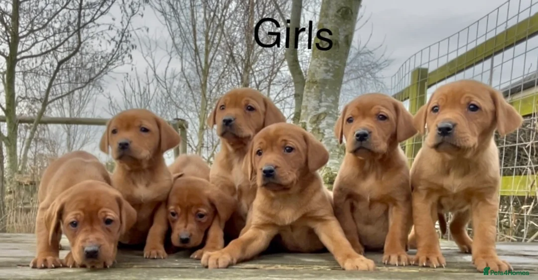 Labrador Retriever dogs for sale: KC Reg Dark Fox Red Labrador Puppies Health Tested - Advert 1