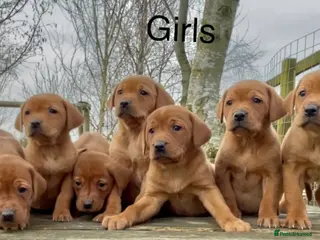 Labrador Retriever dogs KC Reg Dark Fox Red Labrador Puppies Health Tested - Advert 3