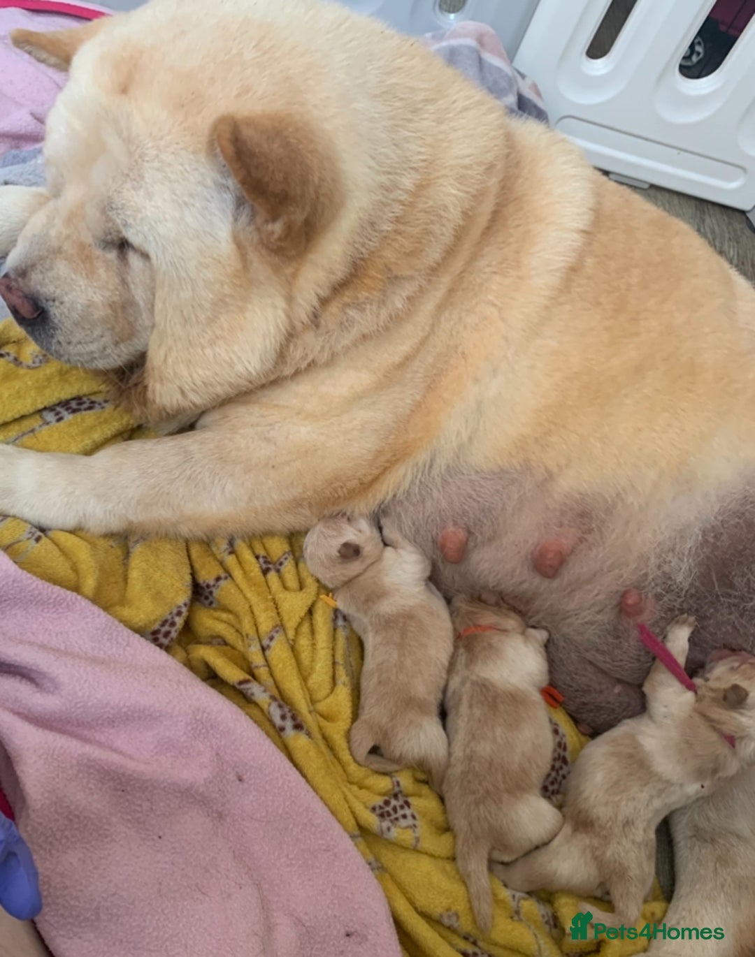 Chow Chow dogs for sale: 5 Chow Chow Puppies - Image 1