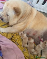 Chow Chow dogs 5 Chow Chow Puppies - Advert 16