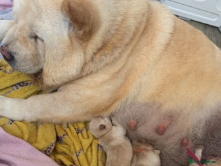 Chow Chow dogs for sale - Advert 1