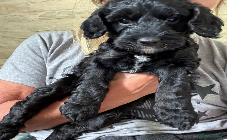 Cockapoo dogs - Advert 4