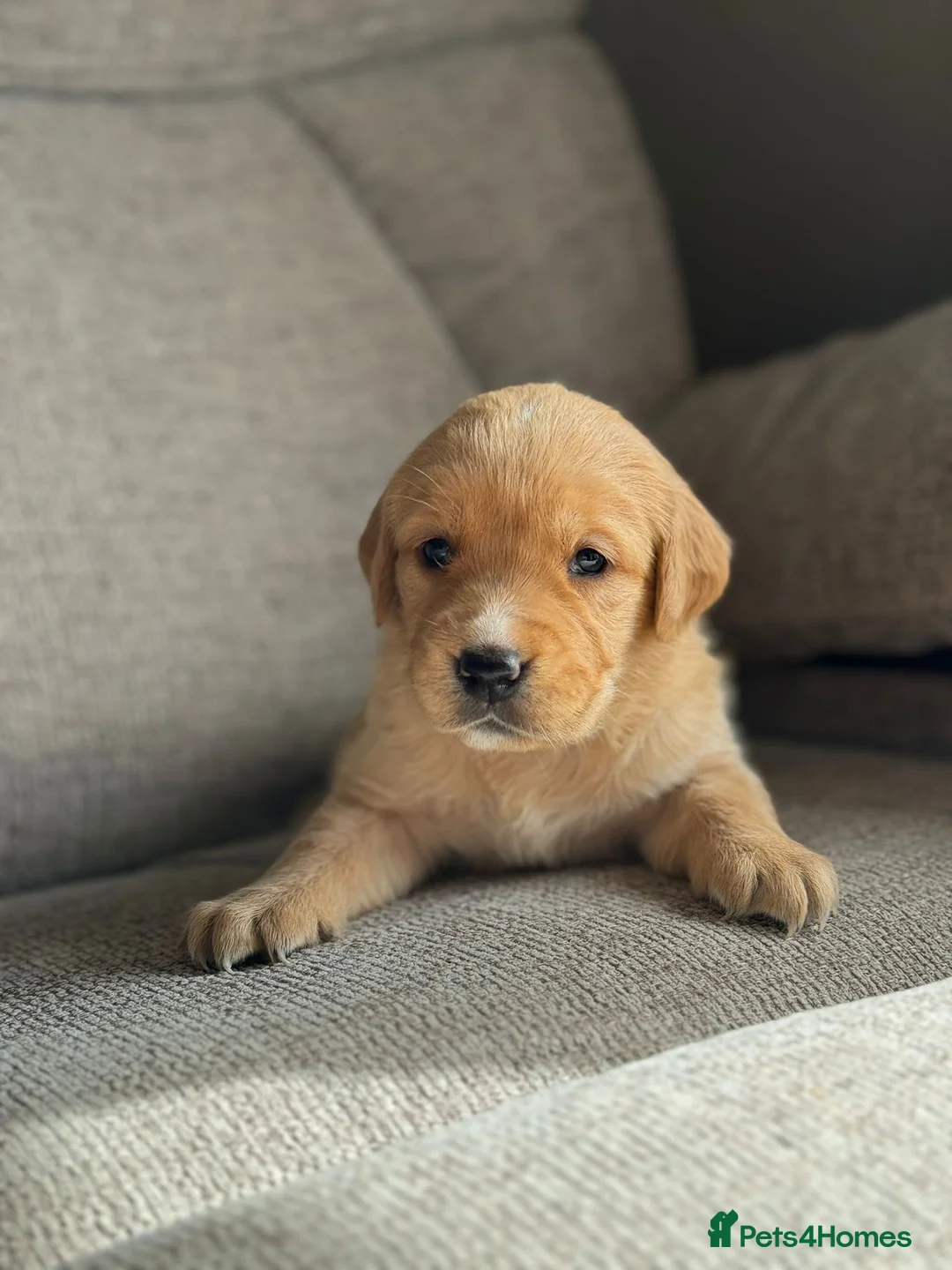 Goldador dogs for sale: Beautiful outstanding golden retriever x labs in Goole - Advert 2