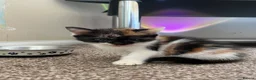 Mixed Breed cats for sale: 2 KITTENS AVAILABLE  - Advert 13