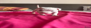 American Bully 1