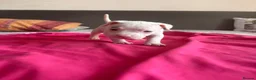 American Bully dogs for sale: Stunning American bully puppies for sale  - Advert 23