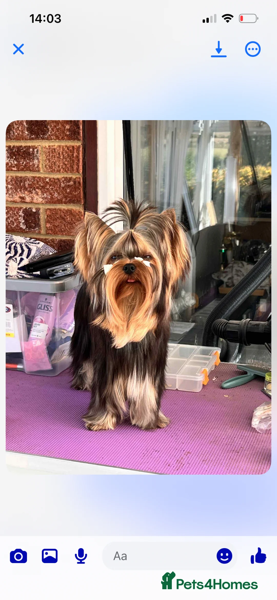 Yorkshire Terrier dogs for sale: Top Quality KC Reg Yorkshire Terrier Puppies - Advert 22